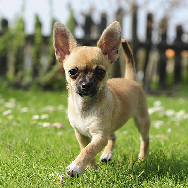 Come prendersi cura del proprio cane: Attenzioni maggiori per il Chihuahua